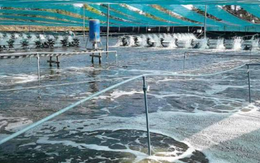 'Mỏ vàng’ dưới nước đưa Việt Nam thành ông lớn thứ 2 thế giới: Mỹ, Nhật Bản, Trung Quốc đều săn đón, nước ta sở hữu công nghệ chế biến hiện đại đứng top toàn cầu