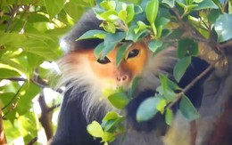 Loài vật chỉ có ở Việt Nam: Đẹp bậc nhất thế giới, còn chưa tới 2.500 cá thể, nguy cơ tuyệt chủng cận kề