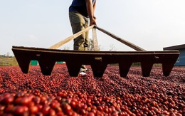 Quốc giá BRICS bị Mỹ áp thuế 50% một mặt hàng chiến lược, 8 triệu bao hàng chưa biết đi đâu về đâu