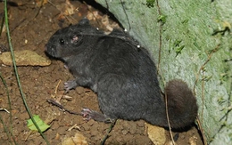 Loài chuột "tuyệt chủng 11 triệu năm" bất ngờ xuất hiện ở Phong Nha - Kẻ Bàng