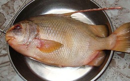 4 loại cá khó nuôi nhân tạo, thịt bổ không tanh, nhà giàu săn lùng từng con