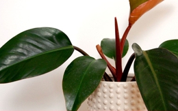 Ý nghĩa phong thủy của cây trầu bà đế vương - biểu tượng của quyền lực