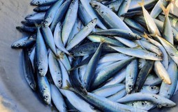 Loại cá ở Việt Nam được nói vui "chưa nấu đã chín nhừ", là cá biển nhưng rẻ, bổ không thua cá đắt tiền