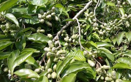 “Vàng đen” Tây Bắc từng đứng trước nguy cơ biến mất, hiện nay ra sao?