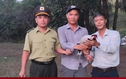 Gà lôi trắng quý hiếm bay vào quán nước ở Huế