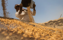 Mỹ - Nga đang đua nhau đưa một loại ‘báu vật nông sản’ vào Việt Nam: Thuế nhập khẩu 0%, nước ta đứng top ‘cá mập’ tiêu thụ của thế giới