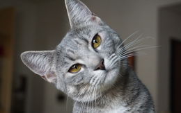 5 loài vật ghé nhà không chịu đi: Điềm báo phong thủy "tiền vào như nước"