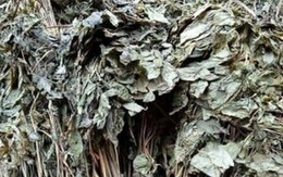 Loại lá đắt đỏ bậc nhất thế giới, 150 triệu đồng/kg, chỉ duy nhất Việt Nam sở hữu