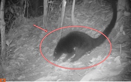 Loài động vật quý hiếm có mùi bắp rang bơ của Việt Nam: Chỉ còn lại khoảng 10 cá thể trên 100 km²