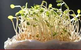 Cách phân biệt giá đỗ sạch và giá đỗ ủ hóa chất đơn giản