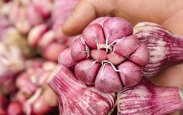 5 loại tỏi tuyệt đối không mua kẻo gây hại sức khỏe