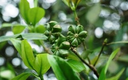 Nắm giữ sản vật ‘ngôi sao 8 cánh’ triệu đô, Việt Nam đua cùng Trung Quốc thống trị thị trường toàn cầu