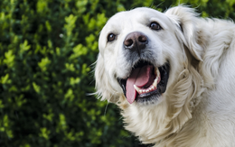 Bạn tưởng đang nuôi chó, hóa ra chó mang lại vận may cho bạn