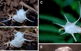 Việt Nam phát hiện loài thực vật “quái lạ”, không có diệp lục, màu trong suốt