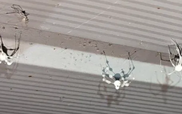 Loài nấm bí ẩn biến nhện thành “xác sống”, thao túng hành vi như phim kinh dị