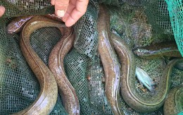 Loại cá được ví như "linh dược của đàn ông", phổ biến ở miền Trung và miền Tây, giá có thể vài triệu/con