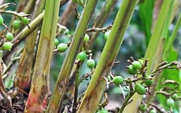 Loại hạt đắt đỏ bậc nhất thế giới, 2 triệu đồng/kg, ở Việt Nam trồng bạt ngàn