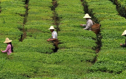 Từng sánh ngang cổ phiếu, BĐS, loại ‘tài sản’ giới siêu giàu Trung Quốc săn lùng nay bốc hơi 80% giá trị, nhà đầu cơ ‘bỏ của chạy lấy người’: Bóng bóng đã vỡ?