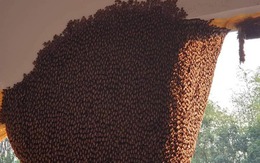 Tháng 7 âm: 4 loài vật bất ngờ xông vào nhà - Điềm báo vàng rơi vào túi, tiền chật két, cả họ ngẩng cao đầu!