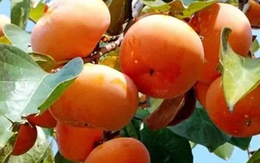 Loại quả mùa thu "bổ ngang 10 thang thuốc", chợ Việt bán nhiều lại rẻ