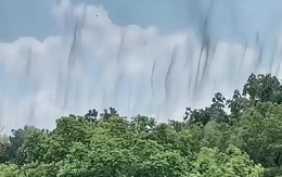 Cây cối ven Tây Hồ ở Trung Quốc đồng loạt liên tục "nhả khói", chuyên gia lập tức vào cuộc