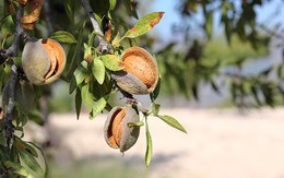 Hai loại hạt chứa độc tố tiềm ẩn, cực hại sức khoẻ nếu ăn sai cách: Số 1 quen mặt trên mâm cơm