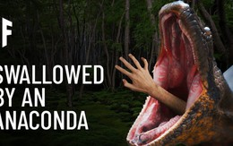 Bên trong dạ dày Anaconda: Con người sẽ sống được bao lâu trước khi bị tiêu hóa?