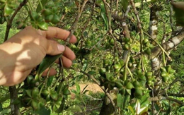 Báu vật có nhiều ở Việt Nam nhưng trên thế giới cực hiếm, được người Trung Quốc thích mê: Vừa là gia vị, vừa là thuốc tốt