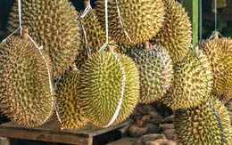 Một đối thủ sầu riêng của Việt Nam vừa bắt tay Trung Quốc thành lập liên doanh sầu riêng triệu đô: Sắp có 9 kho lạnh công suất 100.000 tấn, sở hữu đội container khủng
