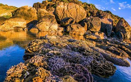 Mê mẩn kỳ quan san hô mùa nước cạn tại vùng biển Gia Lai, Đắk Lắk