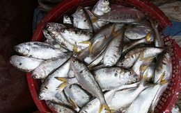 Loại cá được ví như "thuốc bổ từ biển", rẻ hơn cá hồi, cá ngừ nhưng nhiều chất không kém: Thịt béo, dễ nấu