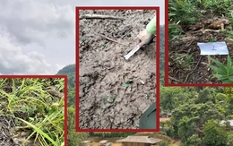 Giải mã thông tin sói rừng trở lại Điện Biên- Bài 2: Những cuộc truy lùng sói bất thành