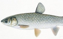 1 bộ phận của cá chứa cực nhiều độc chất: Lắm người ‘vô tư’ lấy để bồi bổ khiến cơ thể phải ‘trả giá đắt’