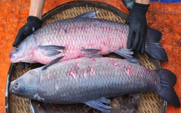 Một bộ phận của cá cực độc, có thể gây tử vong: Nhiều người Việt nghĩ là “thuốc tiên”