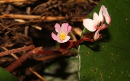 Phát hiện “viên ngọc” tuyệt đẹp nằm ẩn mình trong núi rừng Trường Sơn, chỉ có ở Việt Nam