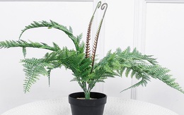 Người mệnh Thủy nên trồng cây gì? 6 loại cây phong thủy giúp dòng tiền luôn chảy vào nhà