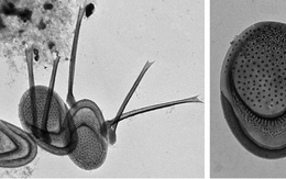 Chuyên gia Việt Nam và Nga: Đã phát hiện loài “lạ” màu vàng ánh, chỉ có tại Việt Nam