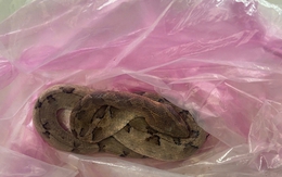 Hy hữu: Nạn nhân bị rắn chàm quạp cắn, xách cả rắn vào bệnh viện cấp cứu