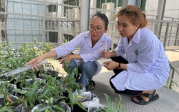 Hành trình tìm ra loại cây hấp thụ kim loại nặng trong nước