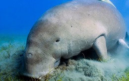 Bảo tồn loài bò biển quý hiếm