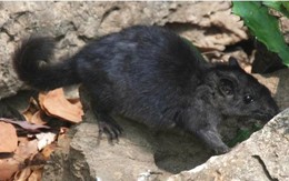 Việt Nam phát hiện "báu vật sống" tưởng đã tuyệt chủng 11 triệu năm gây chấn động giới khoa học