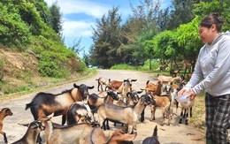 Nuôi dê núi "bén duyên" ở làng biển