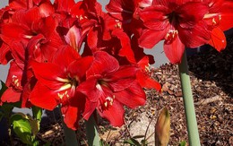 Càng nở càng buồn: 5 loài hoa đẹp như mộng nhưng trồng trước nhà là rước họa vào thân