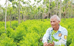 Lão nông U80 thành tỷ phú nhờ loại rau "ngọt như mì chính": Nơi trồng rất độc lạ