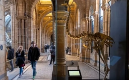 Loài chim khổng lồ không biết bay sẽ được hồi sinh?