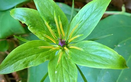 Cận cảnh loài dược liệu quý ẩn mình dưới tán rừng Quảng Trị