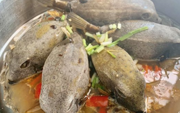 Việt Nam có loài cá nhìn như thuỷ quái, thịt ngon hơn cả gà, giá đến tiền triệu vẫn cháy hàng