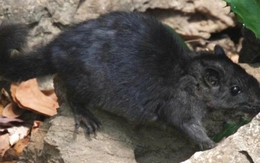 Điều thú vị về loài chuột "tuyệt chủng 11 triệu năm" xuất hiện tại Phong Nha - Kẻ Bàng