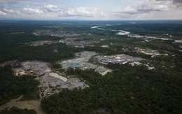 Phá rừng Amazon gia tăng trở lại ở Colombia