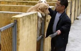 Vét sạch tài sản để nuôi chó, nay thành “đại gia” kiếm tiền tỷ/năm